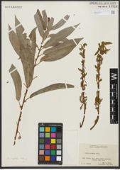 Foto von Salix rigida Muhl.